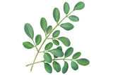 CAPSULED MORINGA LEAF POWDER